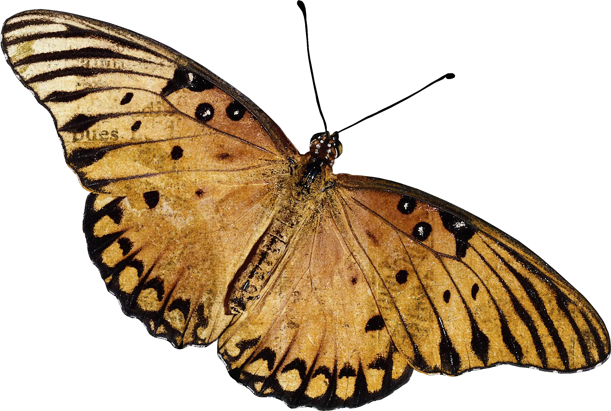 Orange Butterfly Illustration