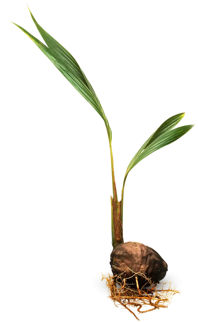 Coconut Sprout Growing