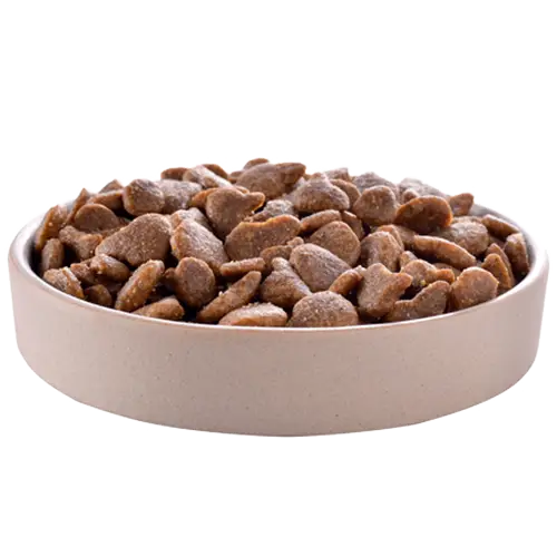 Dog Food Bowl with Kibble