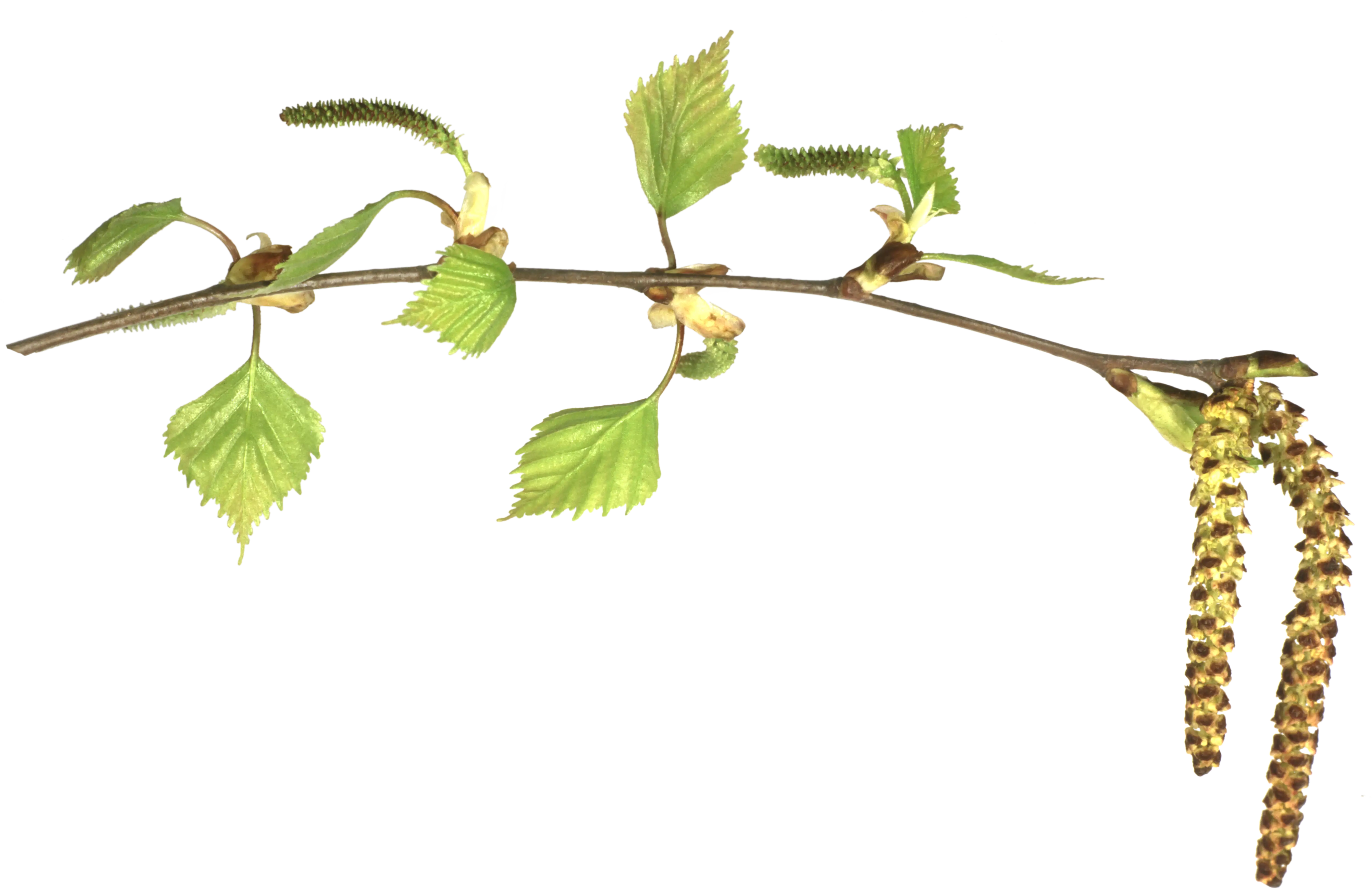 Birch Branch with Leaves and Catkins