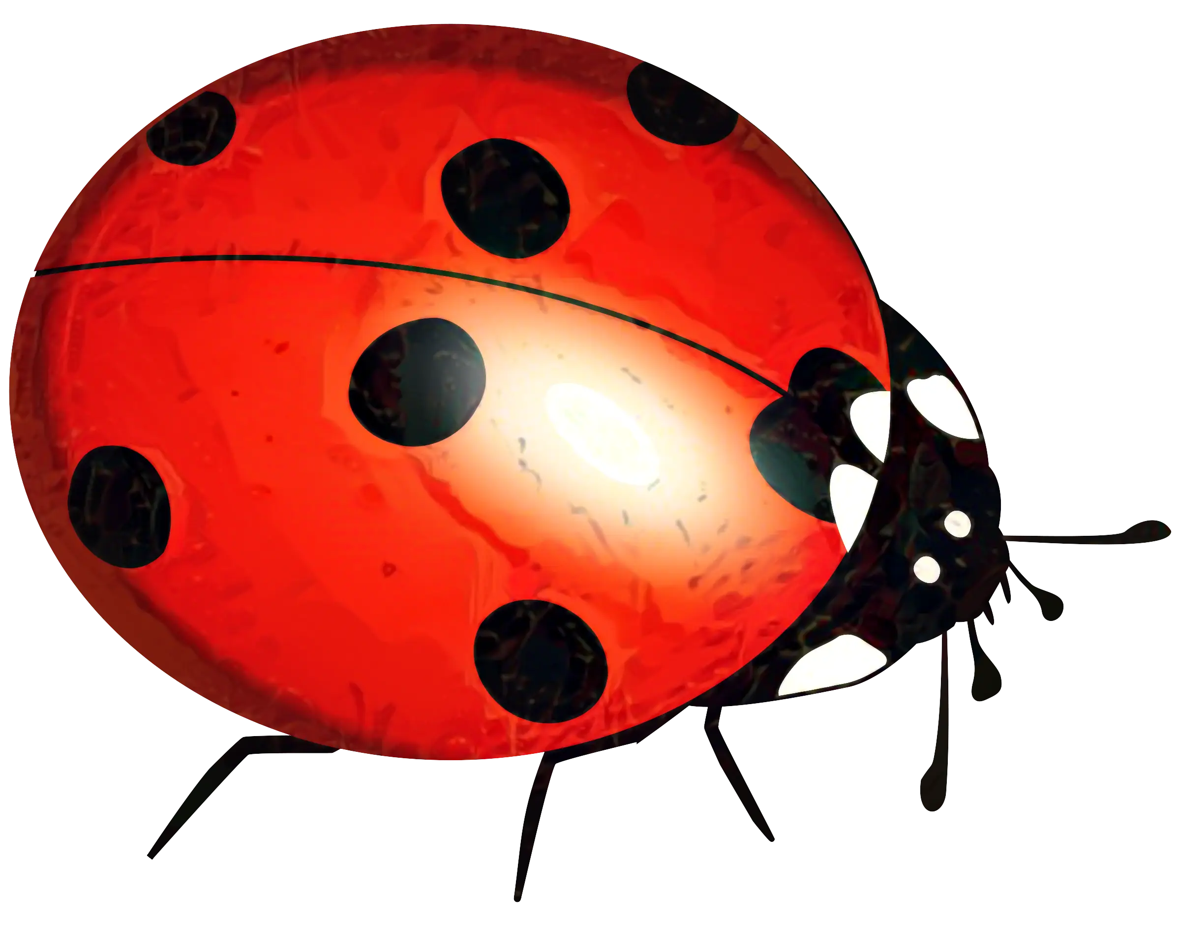 Red Ladybug Illustration with Black Spots