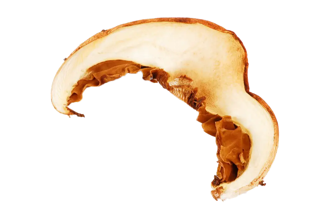 Dried Mushroom Slice