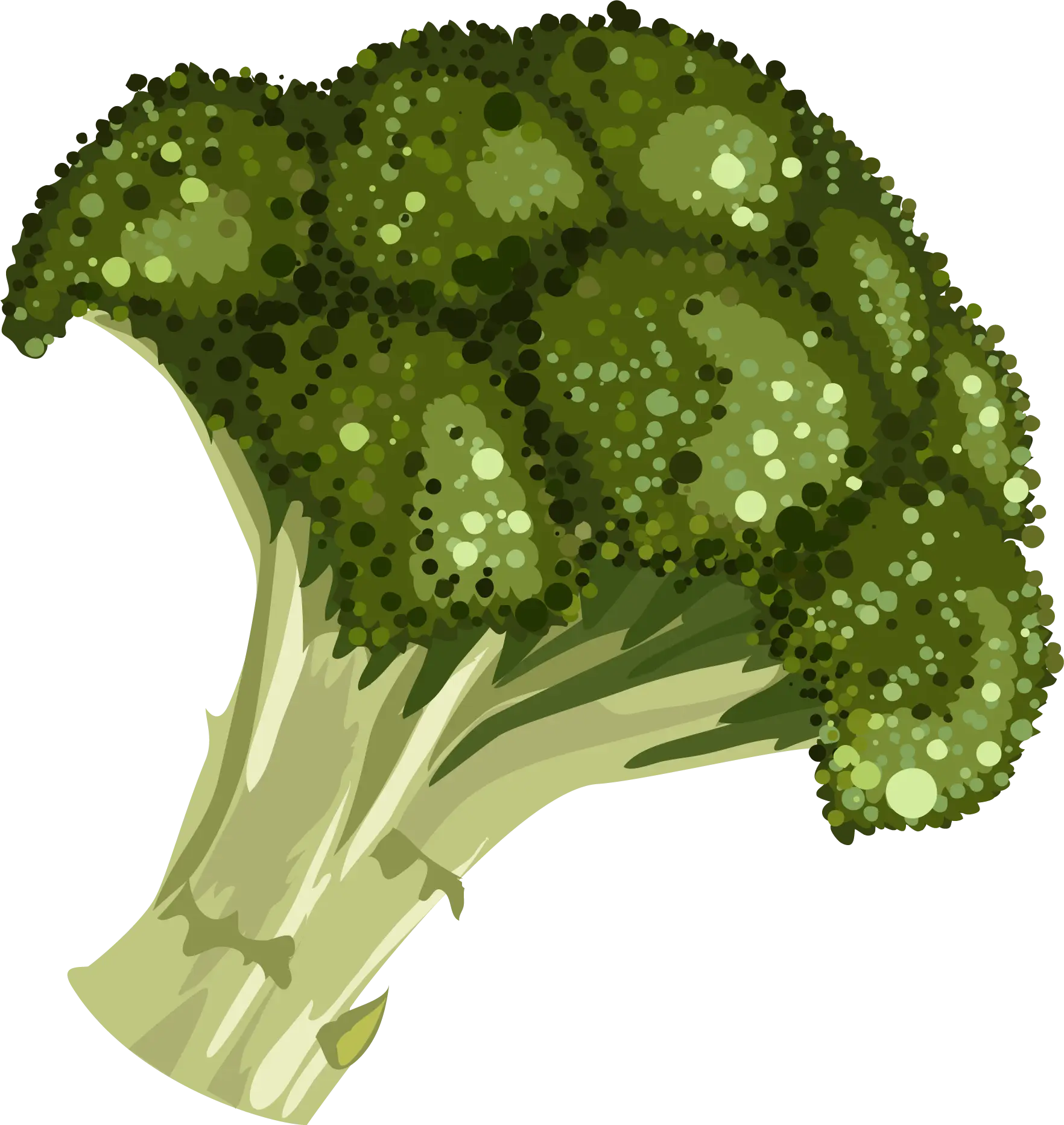 Fresh Green Broccoli Illustration