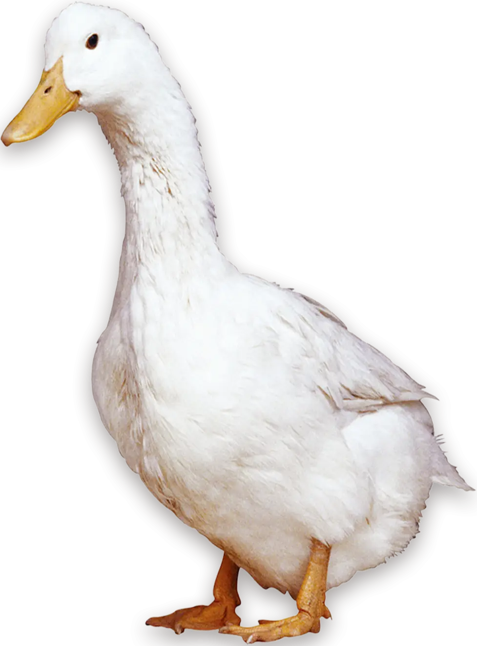 White Duck Standing Illustration