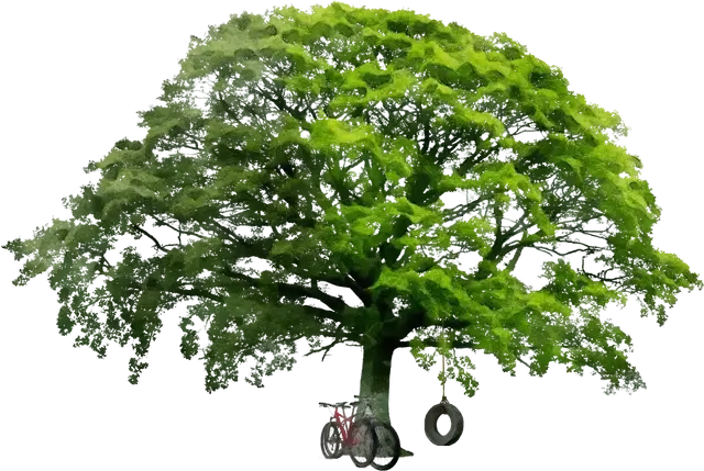 Large Tree with Tire Swing and Bicycle