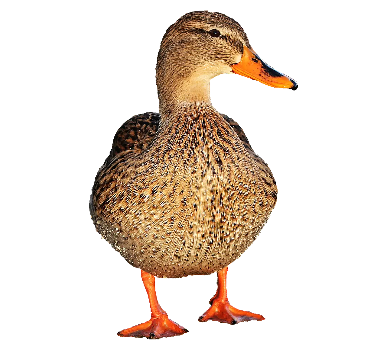 Northern Mallard Duck