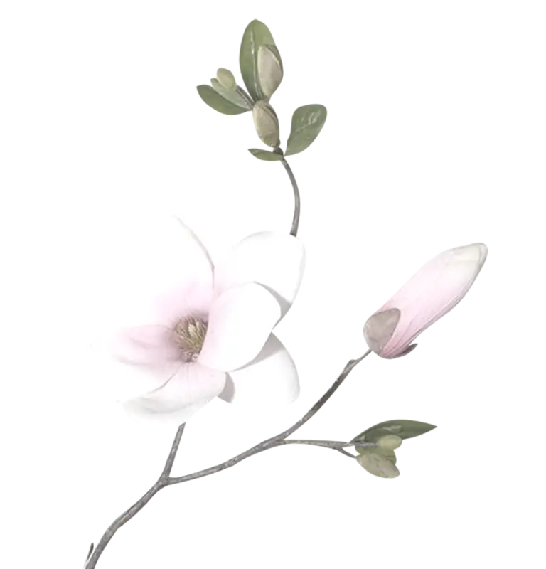 Magnolia Flower on Branch
