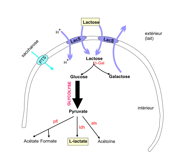 Lactose Metabolism Diagram