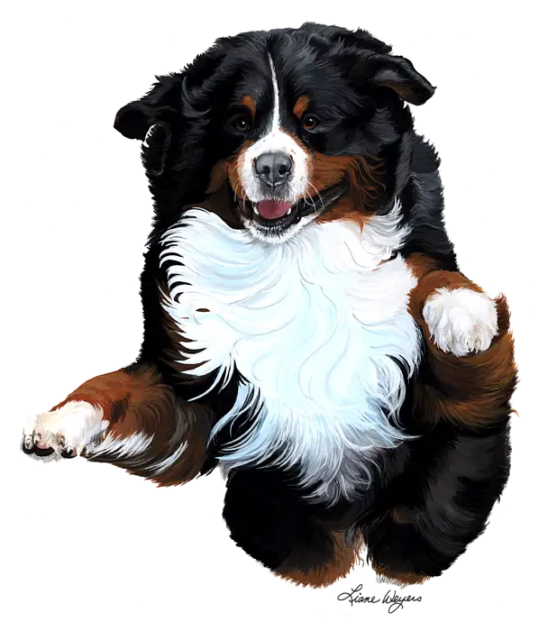Illustration of a Happy Bernese Mountain Dog