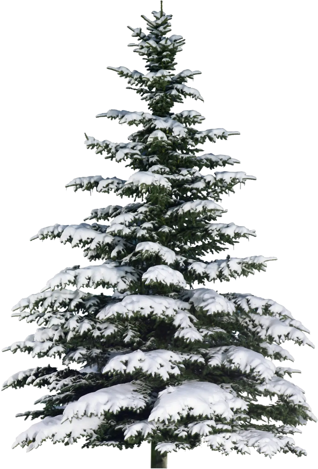 Snow-Covered Pine Tree in Winter