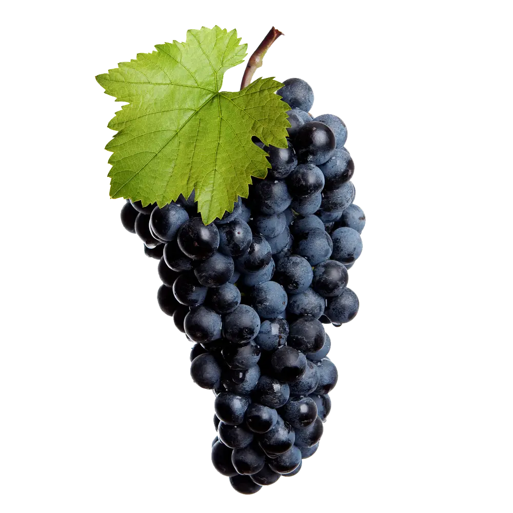 Bunch of Fresh Black Grapes with Green Leaf