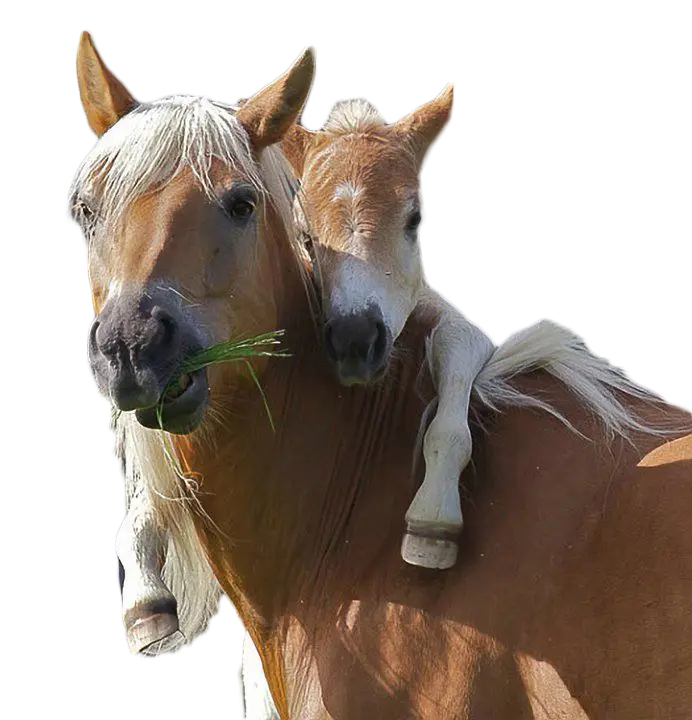Mother Horse and Foal