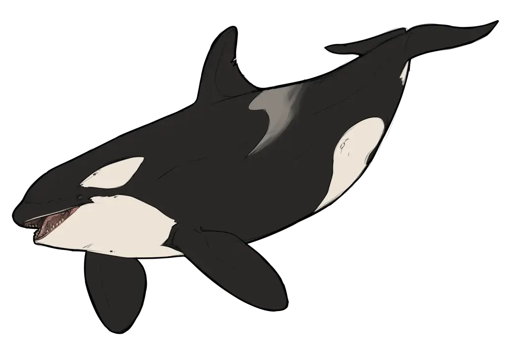 Black and White Orca Whale