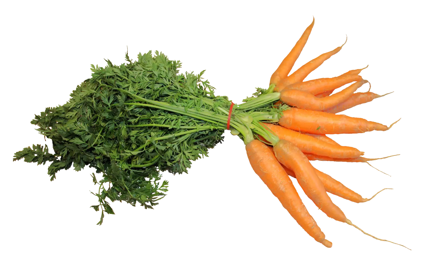 Fresh Carrots with Green Leaves