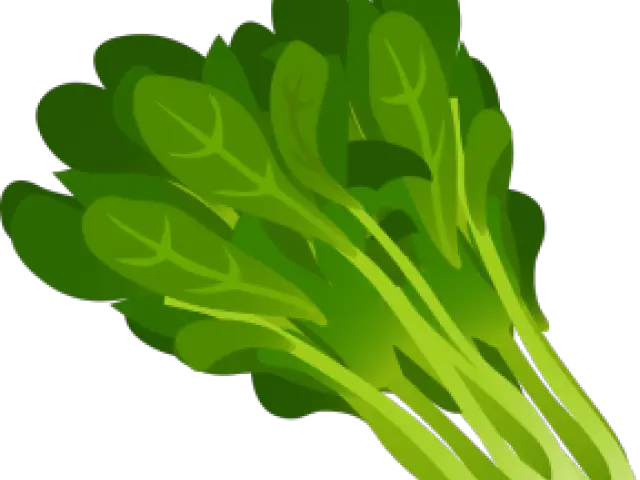 Fresh Spinach Leaves Illustration