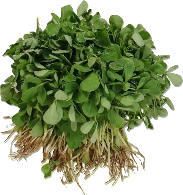 Fresh Green Microgreens