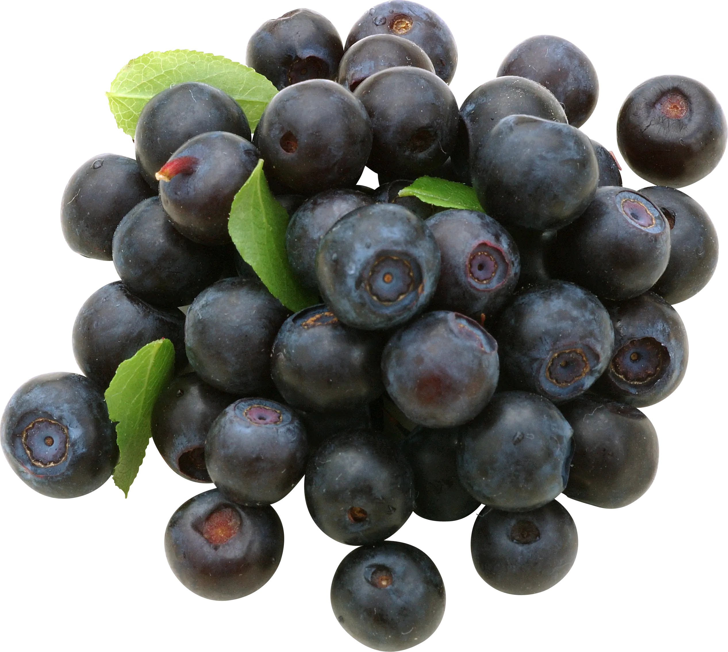 Fresh Blueberries