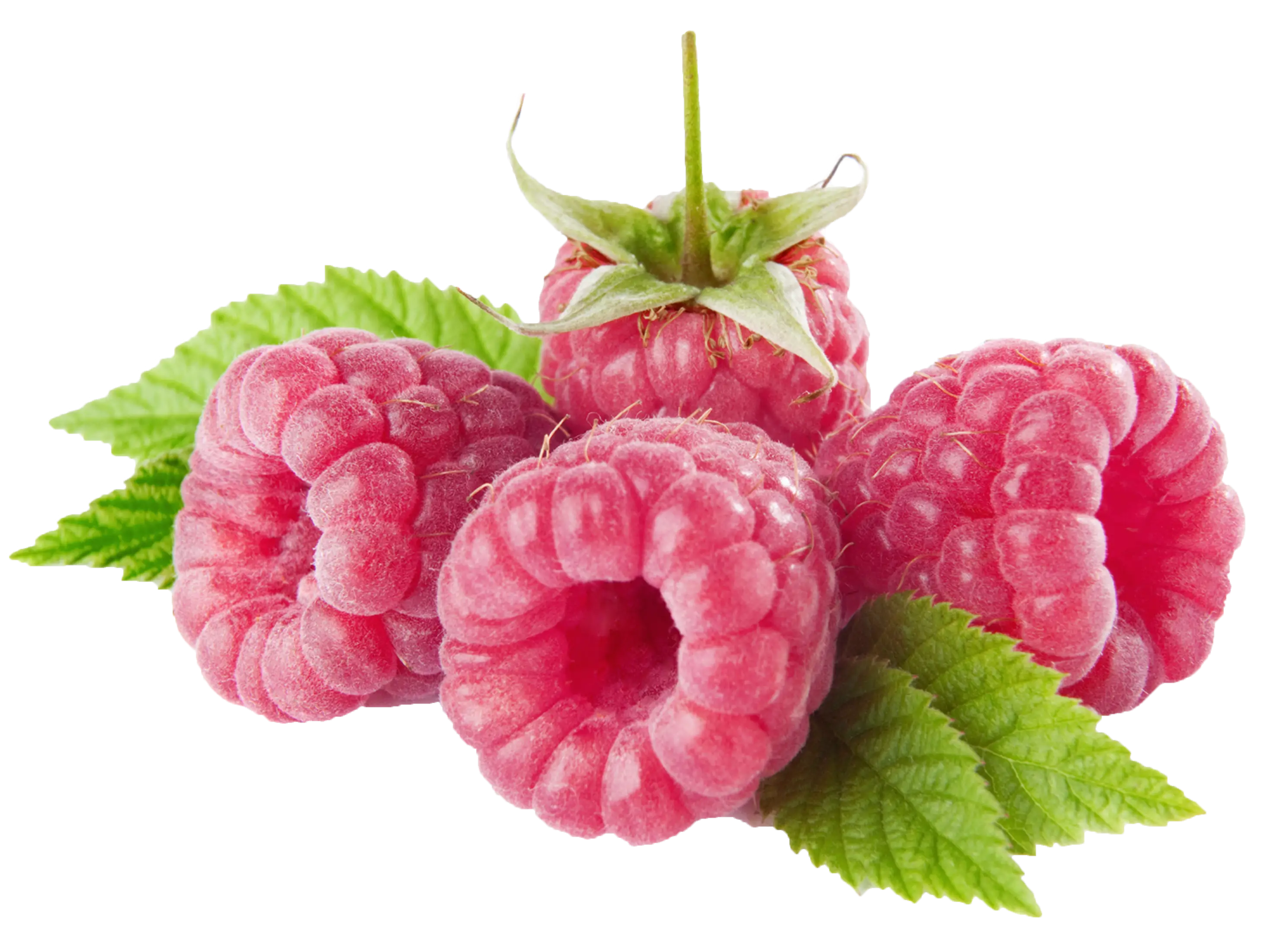 Fresh Red Raspberries with Leaves