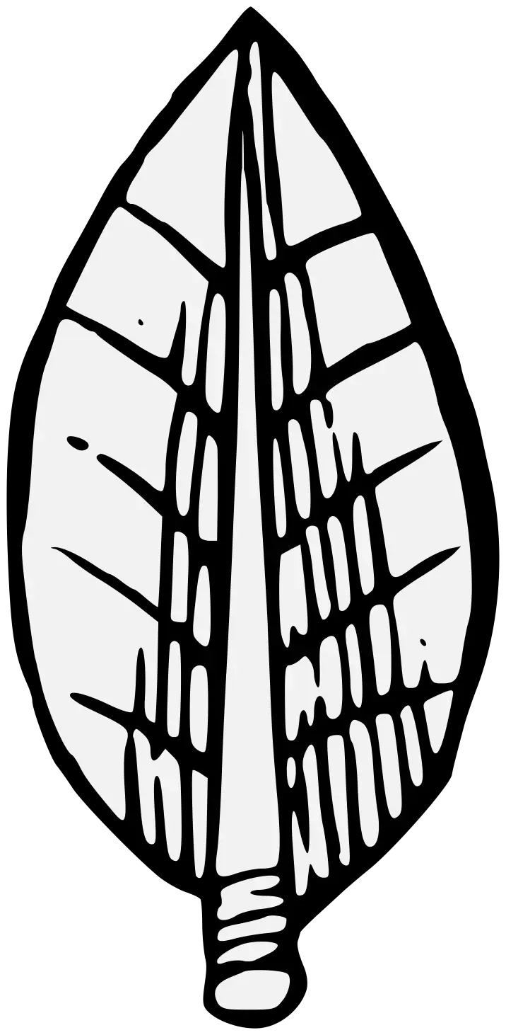 Black and White Leaf Drawing