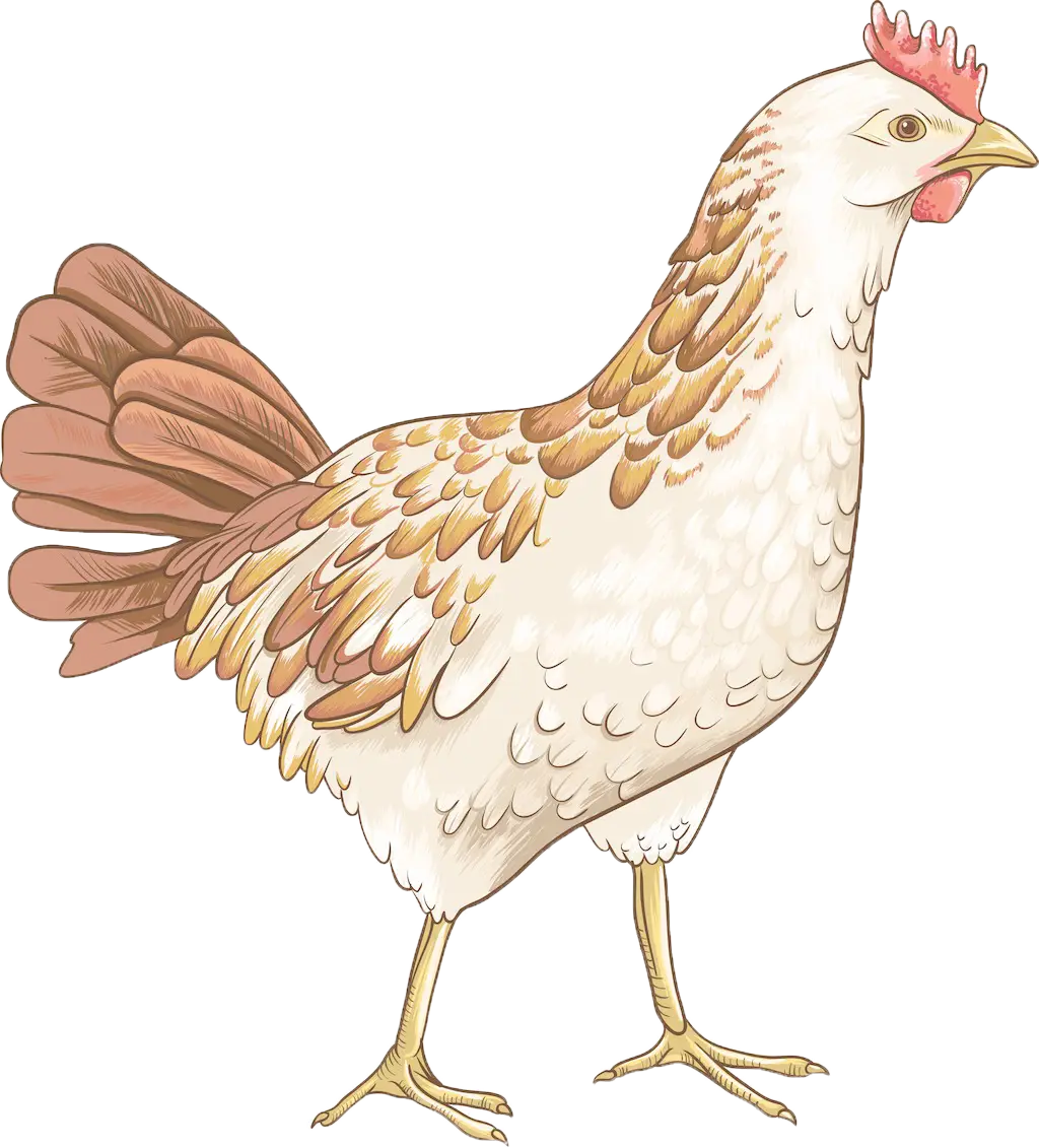 Chicken Illustration in Farm Style
