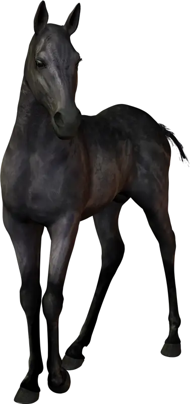 Black Horse Standing Gracefully