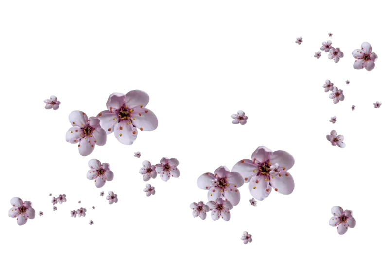 Cherry Blossom Petals in Bloom