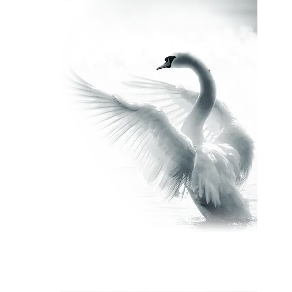Graceful White Swan