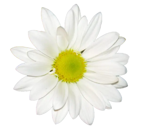 Daisy with Delicate Green-Yellow Center