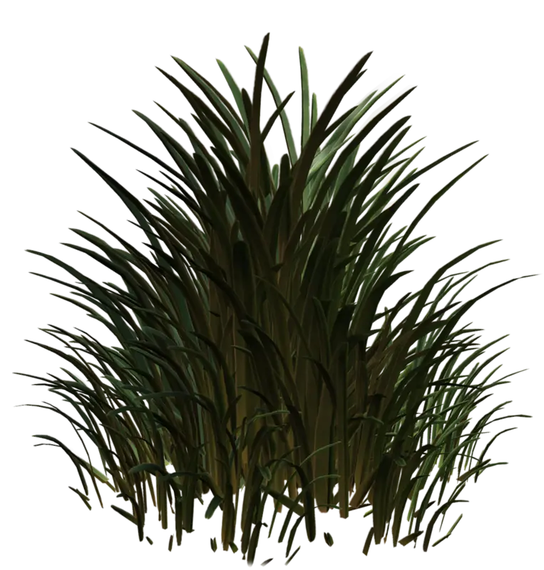 Dense Cluster of Tall Green Grass