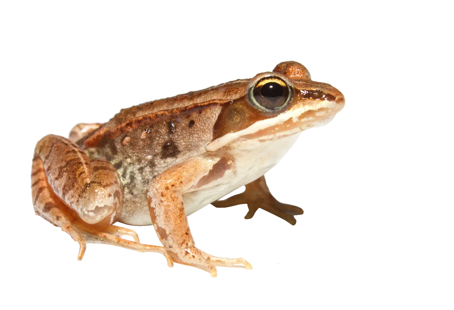 Realistic Frog Wildlife Illustration