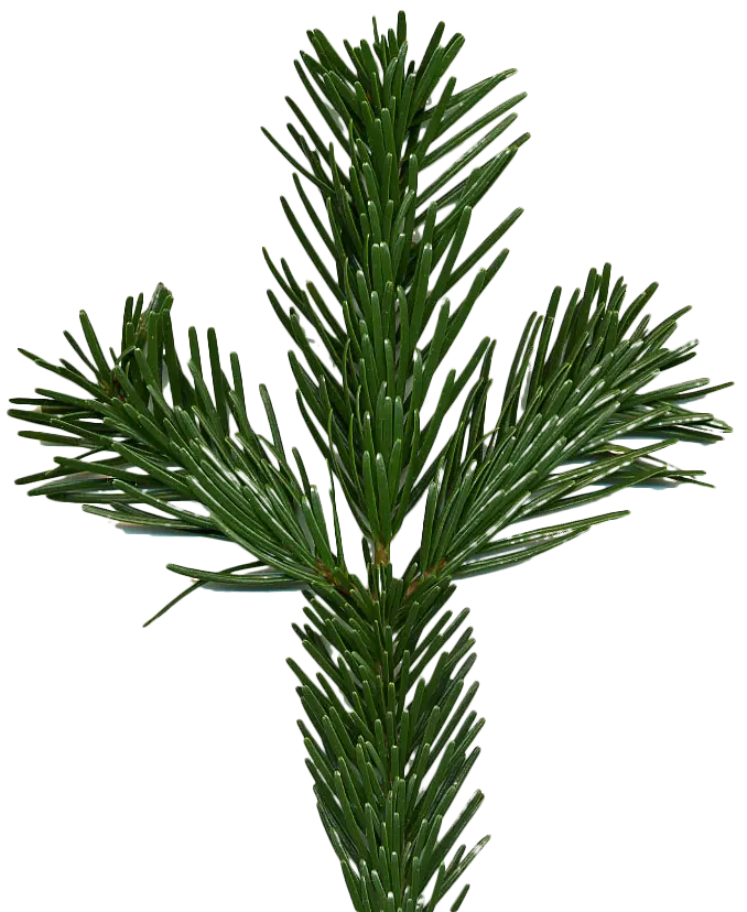 Pine Tree Branch Illustration