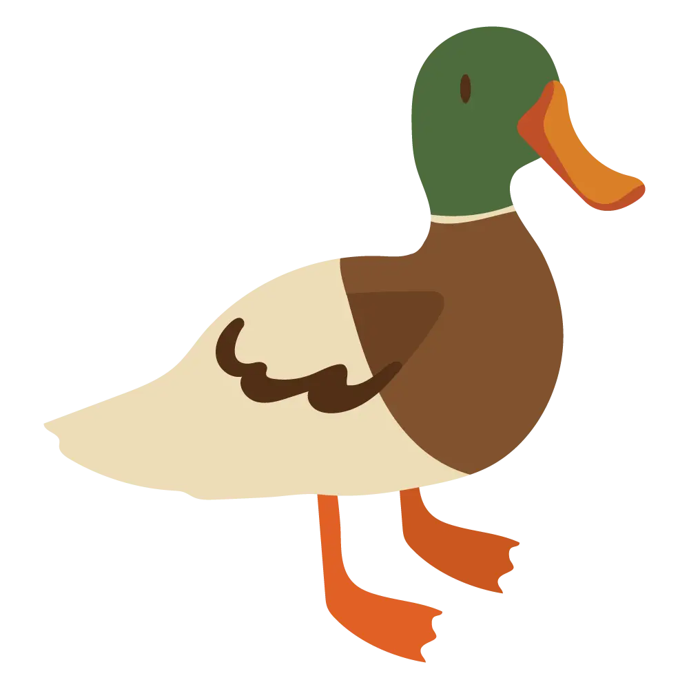 Mallard Duck Cartoon Illustration