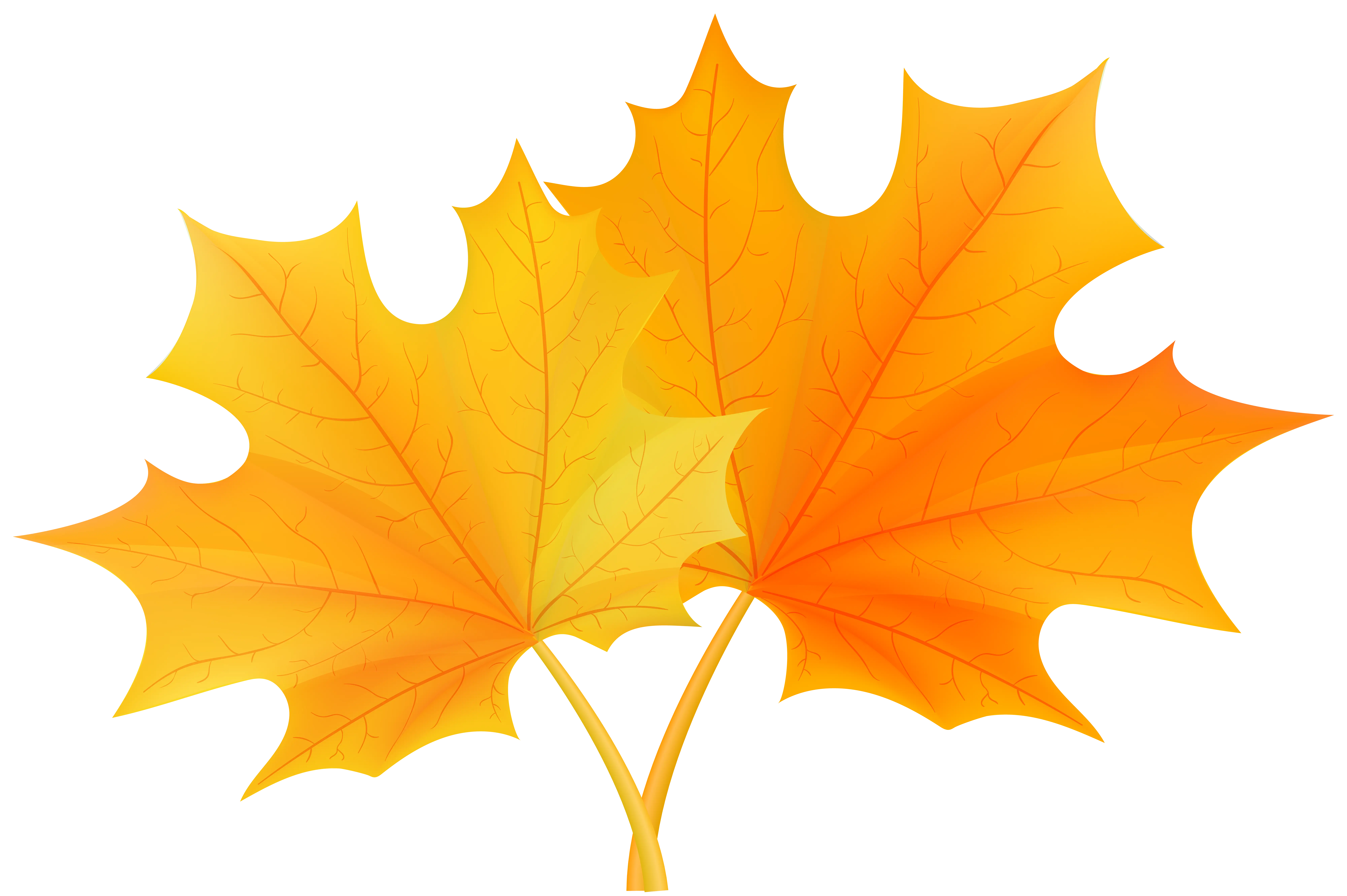 Bright Autumn Maple Leaves in Yellow and Orange