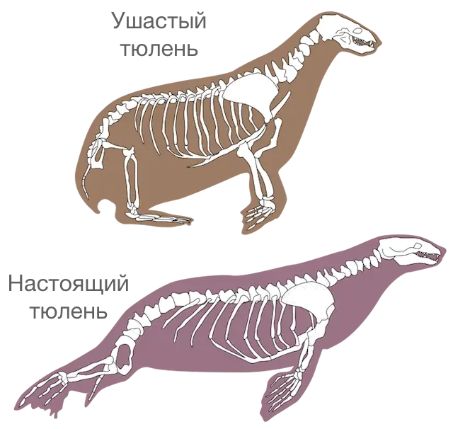 Seal Skeletons Diagram