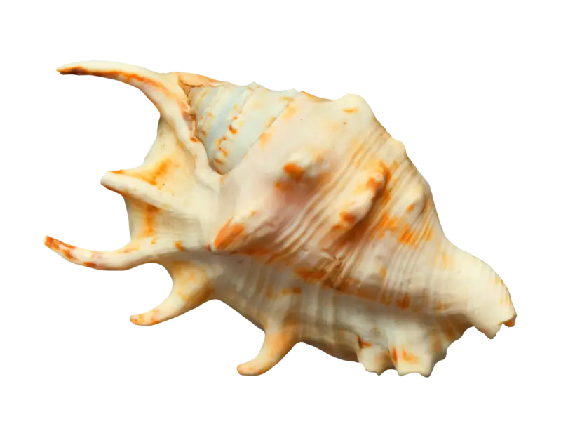 White Conch Shell for Coastal Decor