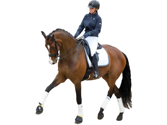Horse with Rider Practicing for Dressage Show