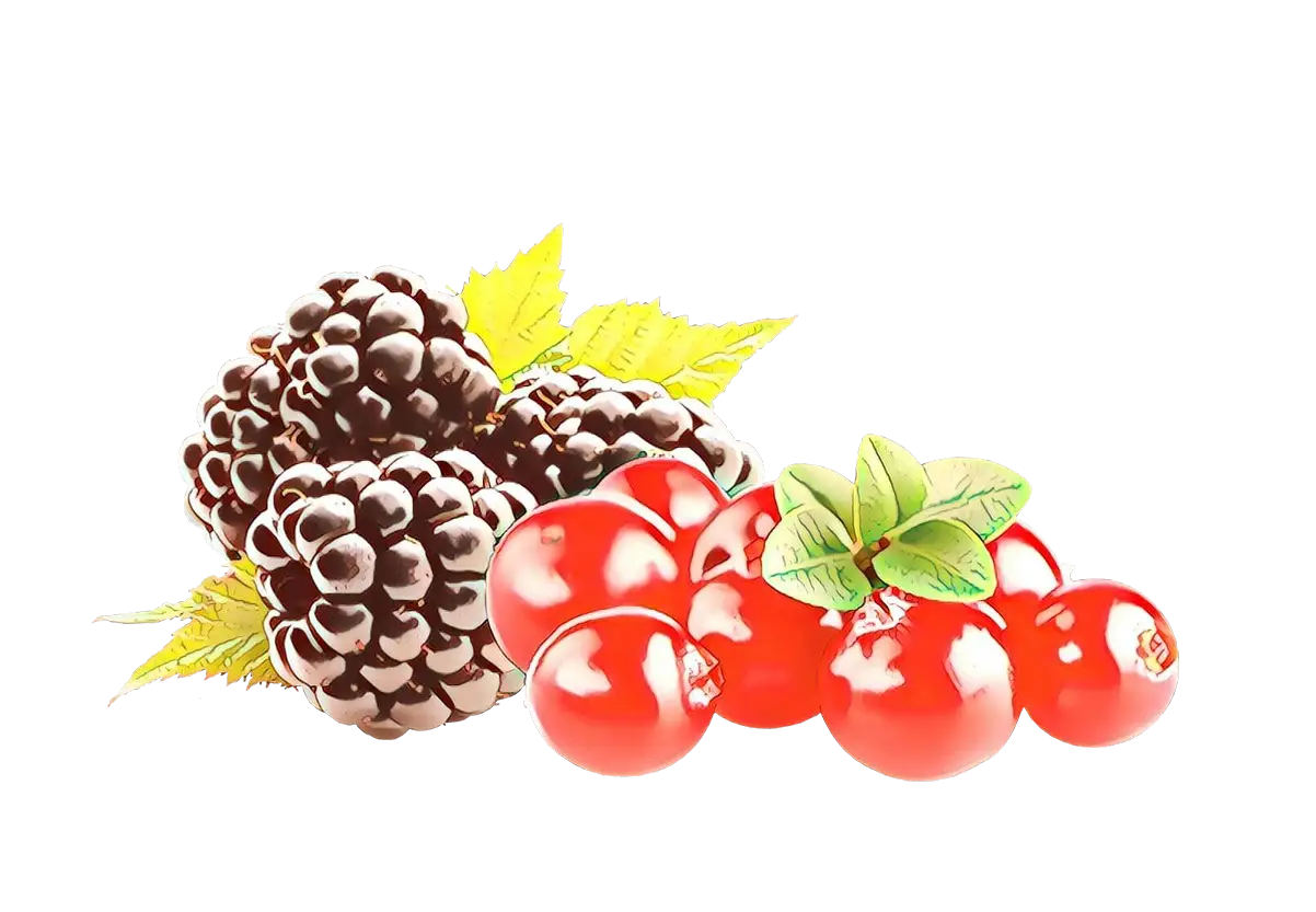 Fresh Blackberries and Cherries Illustration
