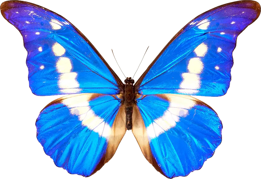 Blue Butterfly with Vibrant Wing Patterns