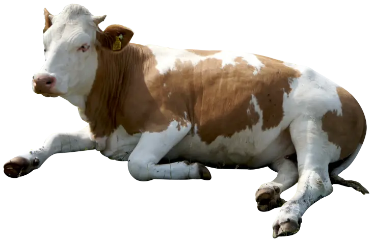 Brown and White Cow Resting