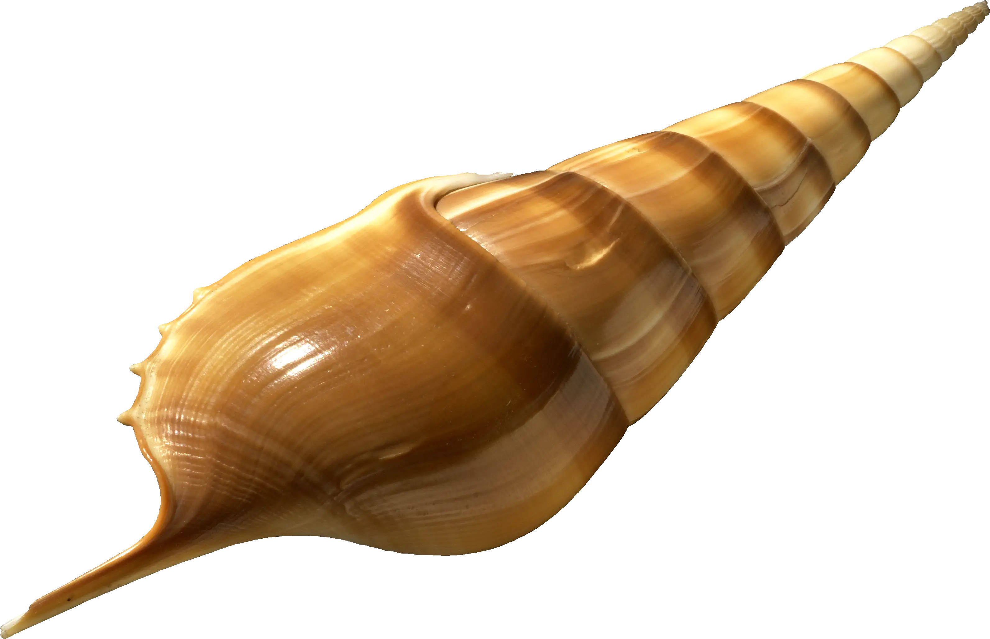 Golden Spiral Seashell