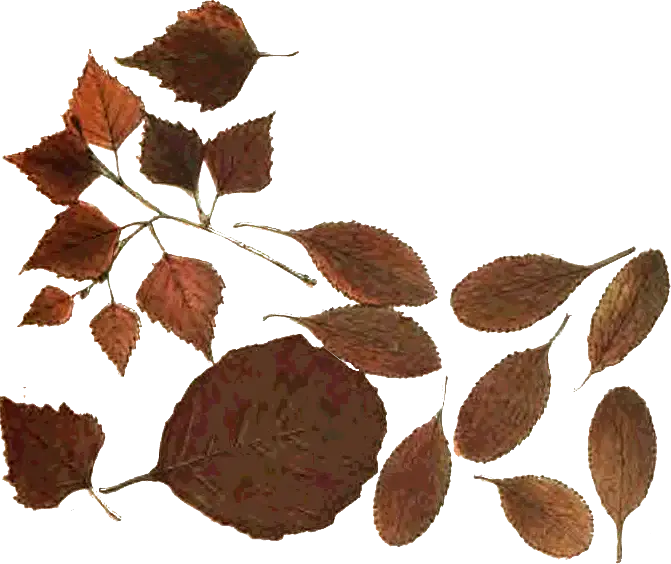 Dried Brown Leaves for Autumn Aesthetics