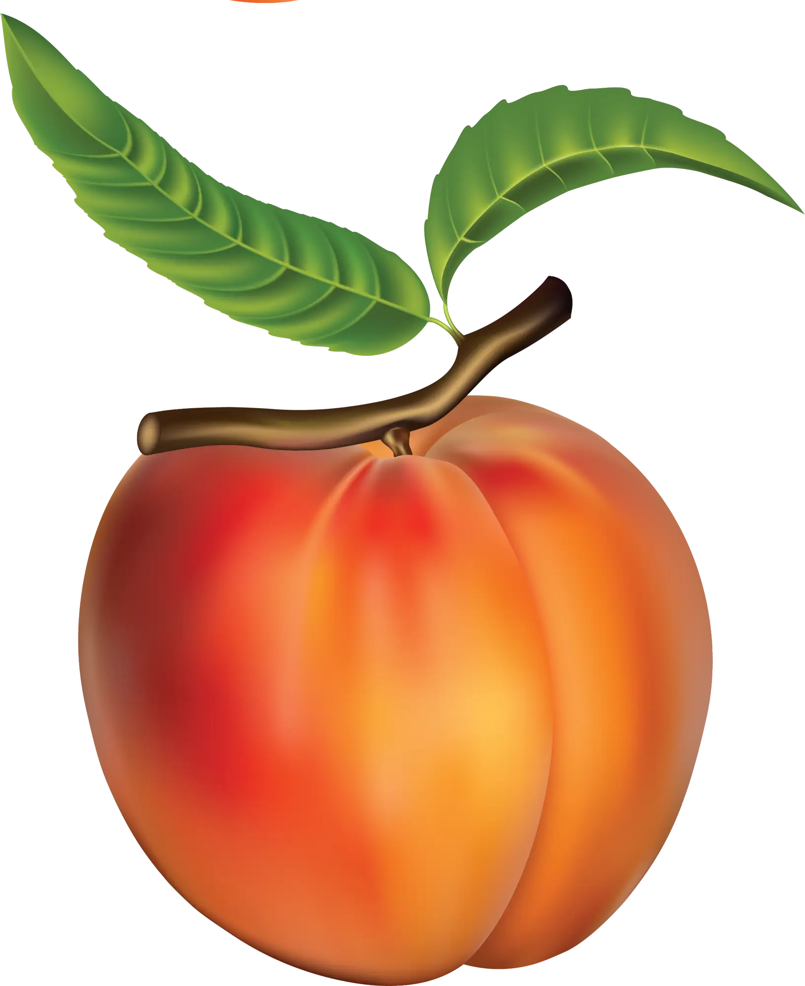 Ripe Peach Illustration with Leaves