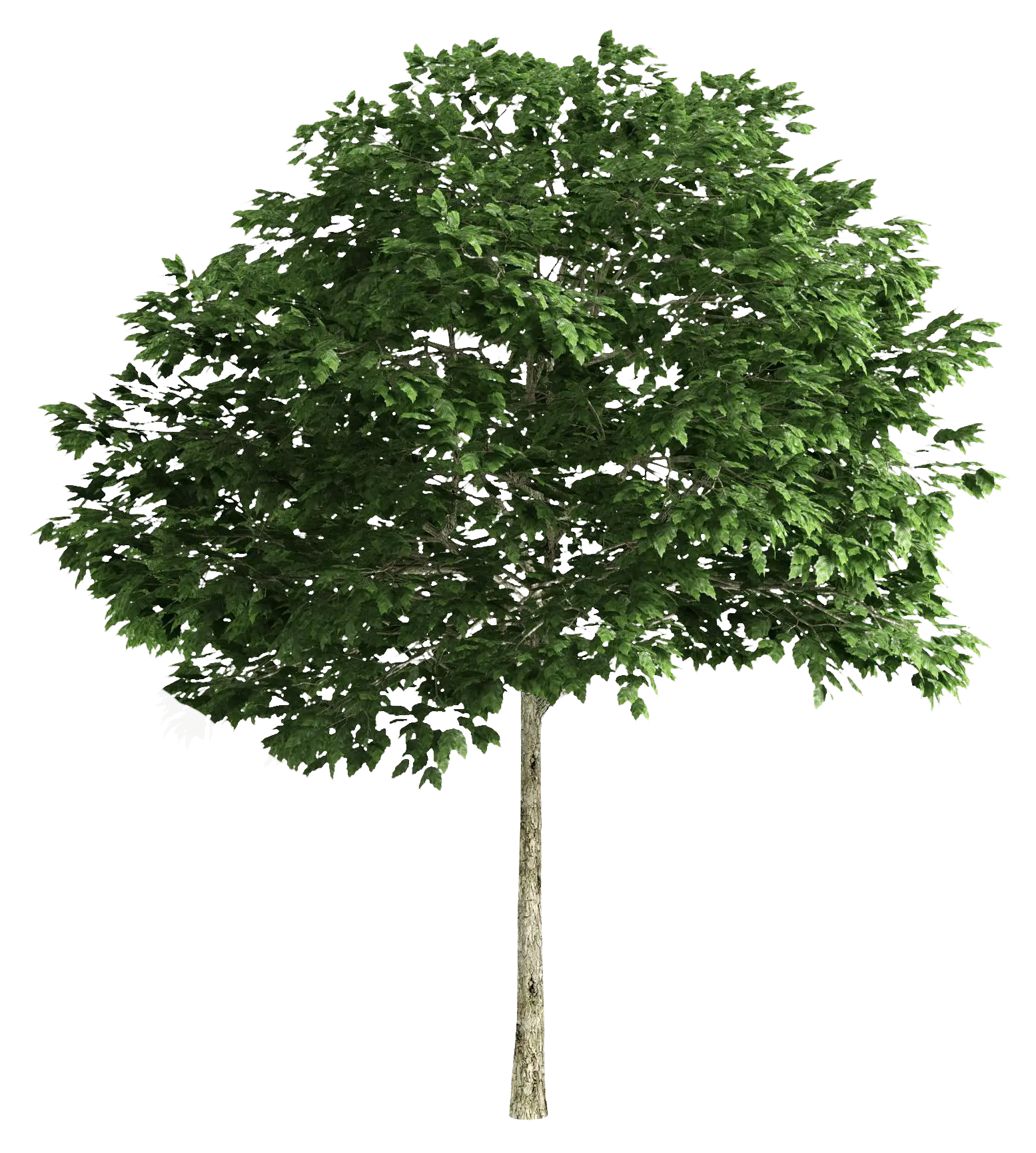Tall Green Tree with Lush Leaves