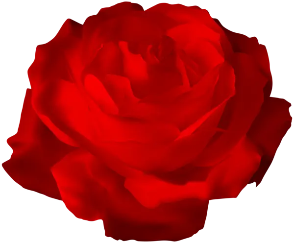 Beautiful Red Rose
