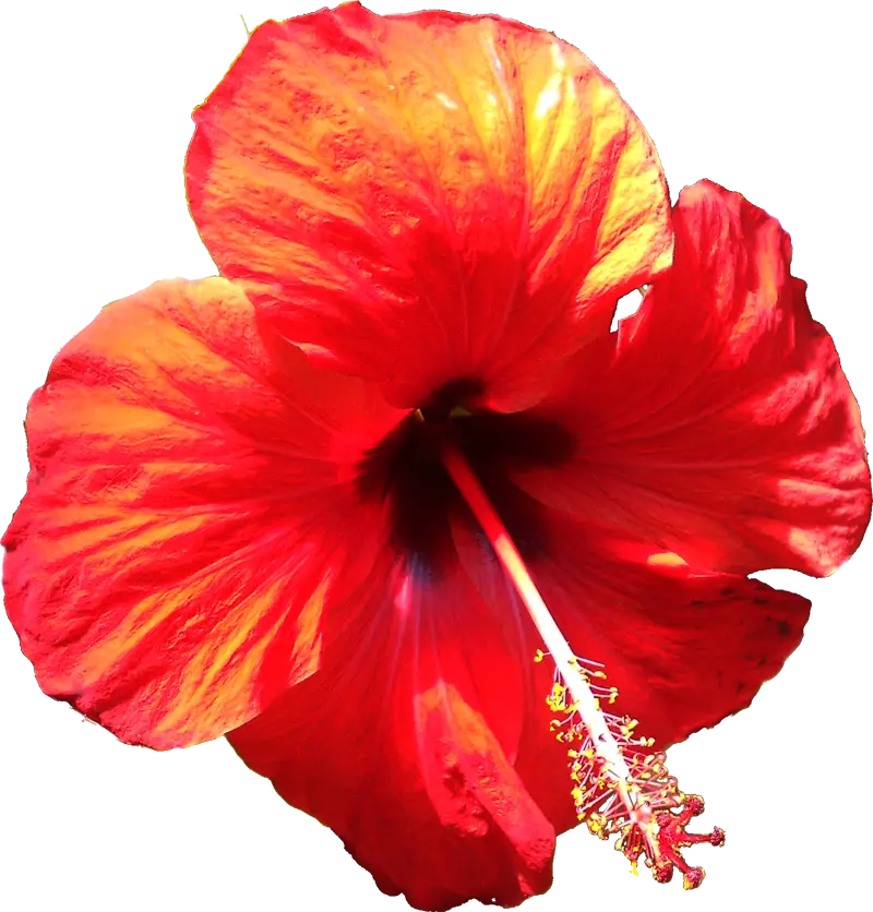 Realistic Red Hibiscus Flower with Shadow Details