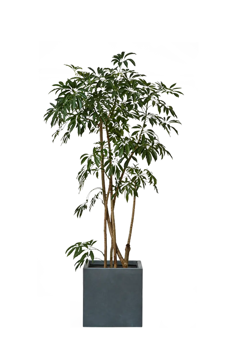 Green Potted Indoor Plant
