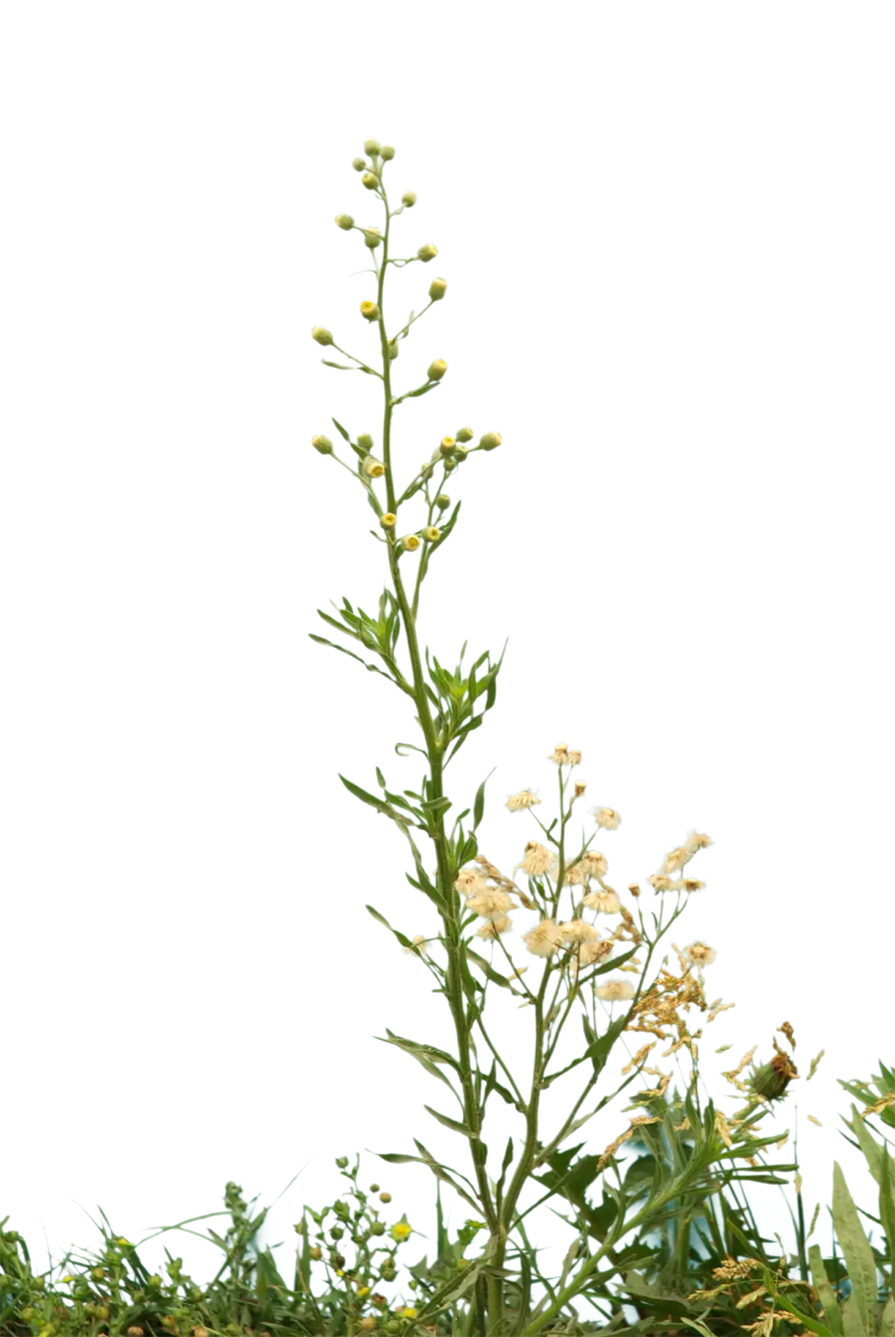 Tall Wildflower in Natural Setting