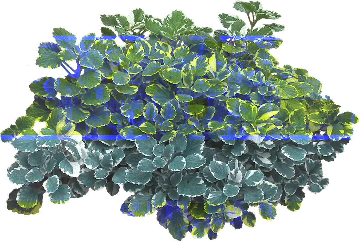 Green Leafy Plants for Garden Decoration