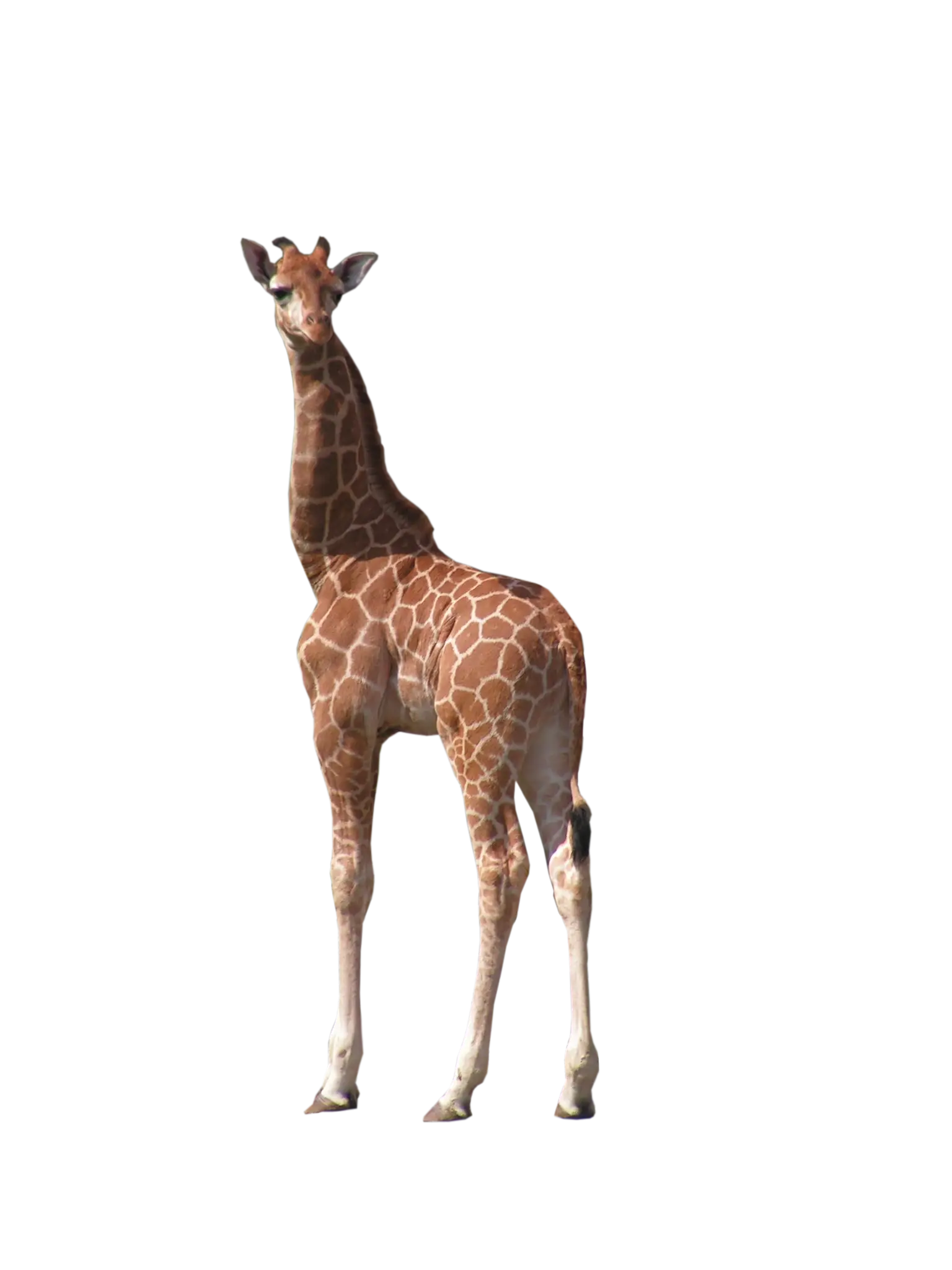 Standing Baby Giraffe