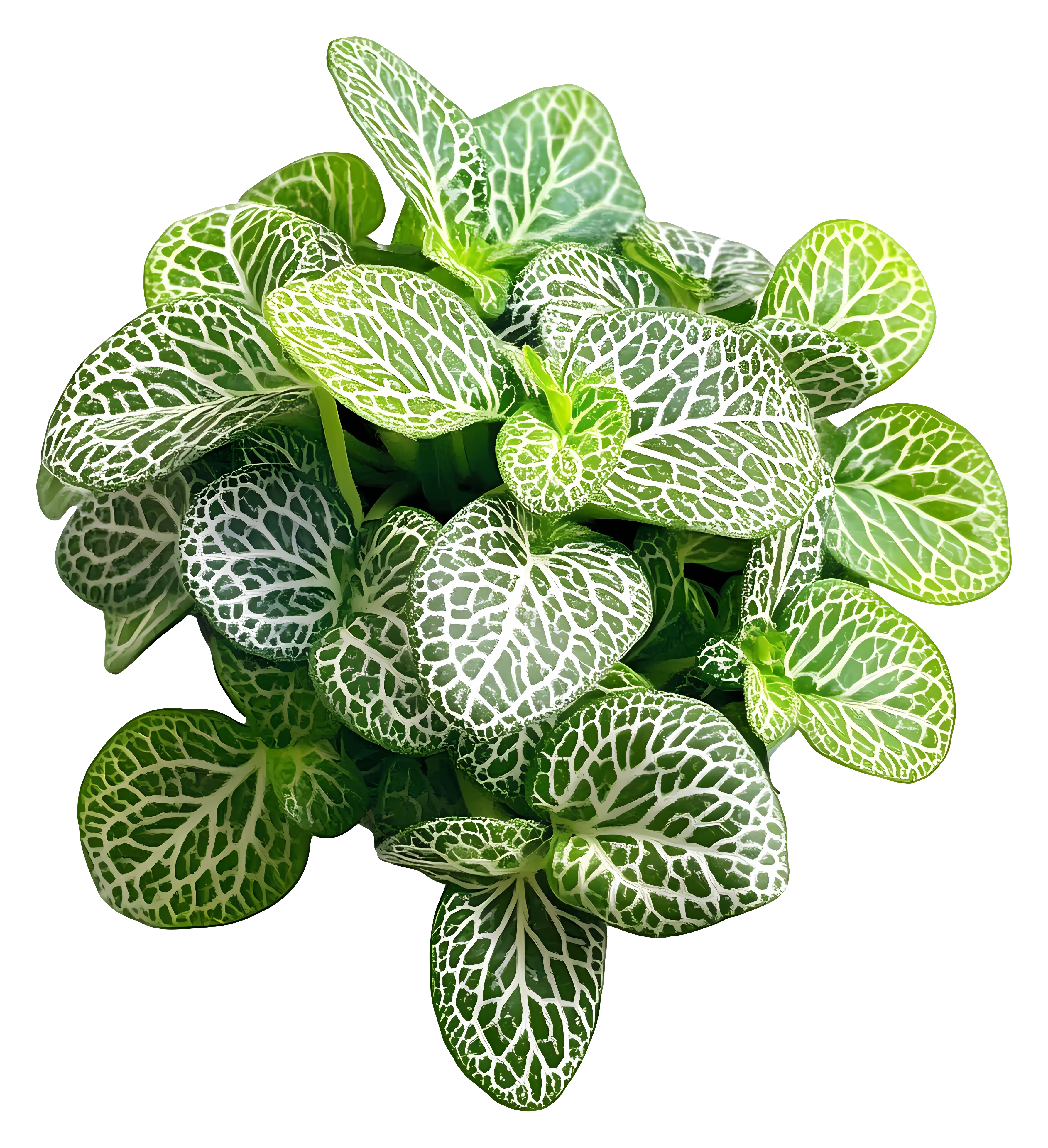 Green Fittonia Plant